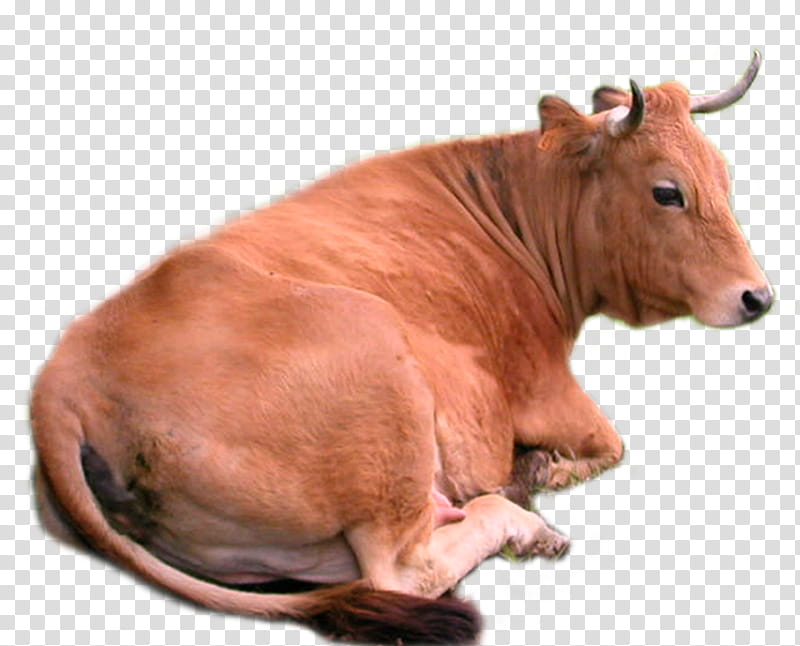 Cow, brown cow transparent background PNG clipart