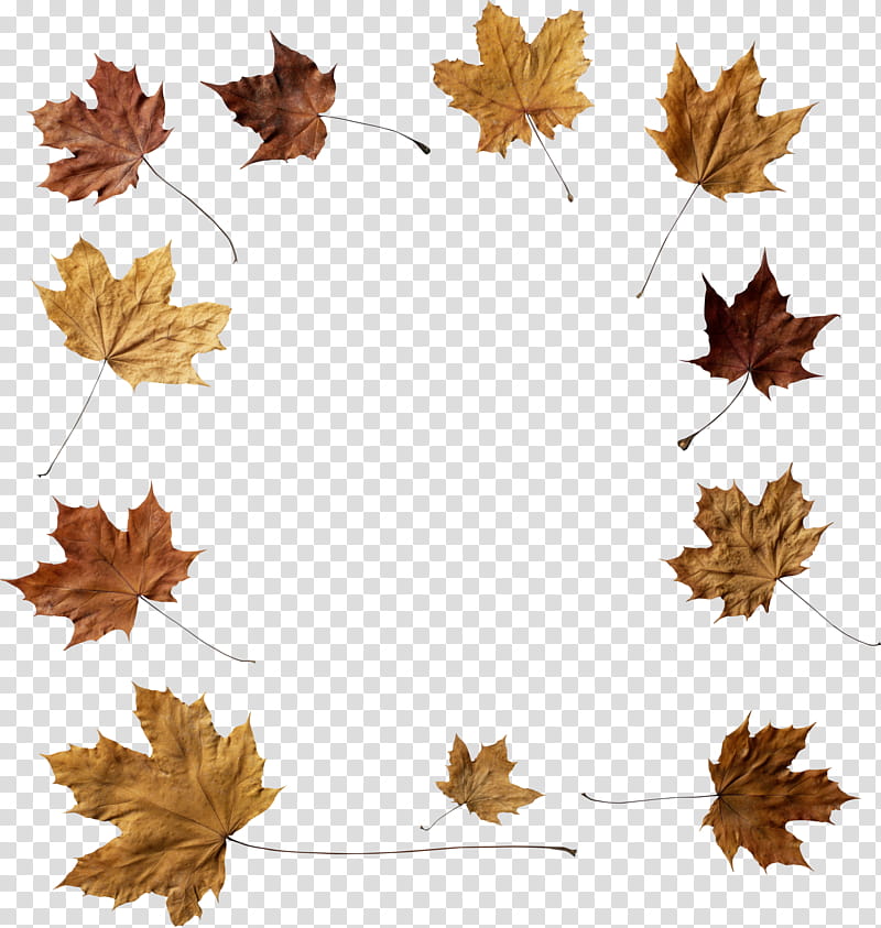 Gum Tree, Frames, Autumn, Portrait, Painter, Film, Leaf, Maple Leaf transparent background PNG clipart