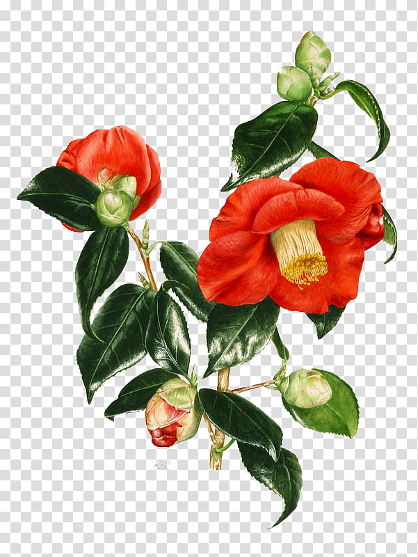 , red-and-yellow camellia flowers art transparent background PNG clipart