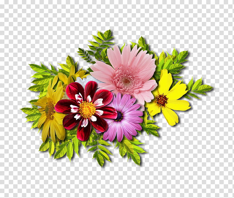 Flowers, Cut Flowers, Floral Design, Flower Bouquet, Transvaal Daisy, Internet, Dendranthema Lavandulifolium, Petal transparent background PNG clipart