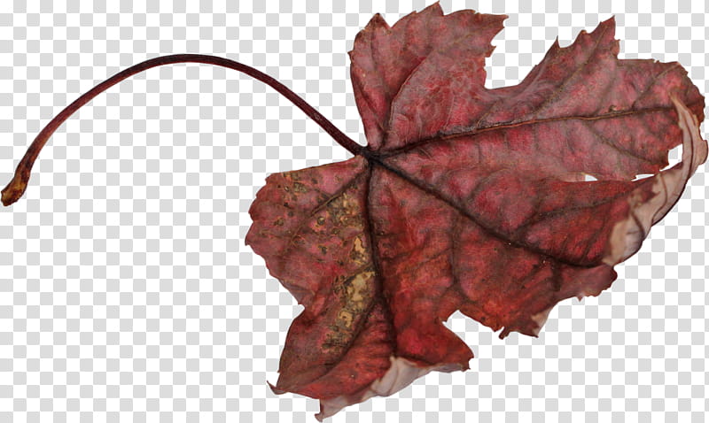 Autumn Leaves, Leaf, After The Ball, Maple Leaf, Author, Flower, Season, Twig transparent background PNG clipart