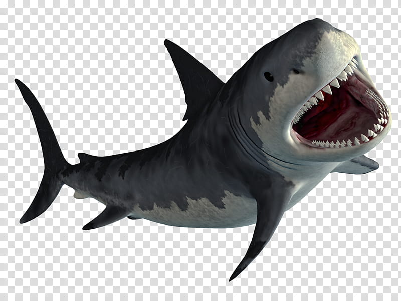 Monster Shark s, gray shark illustration transparent background PNG clipart