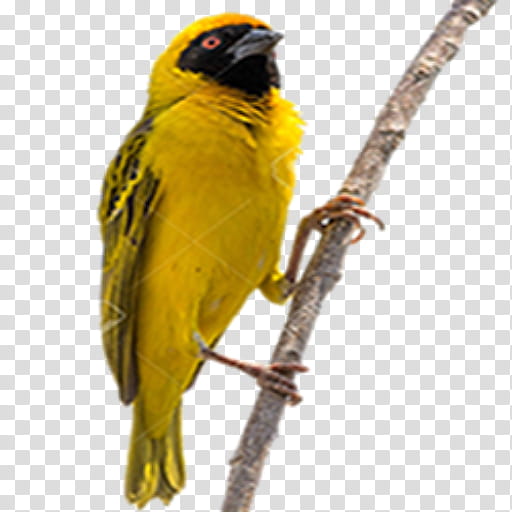 Golden, Budgerigar, Bird, Baya Weaver, Macaw, Beak, Weavers, Ploceus transparent background PNG clipart