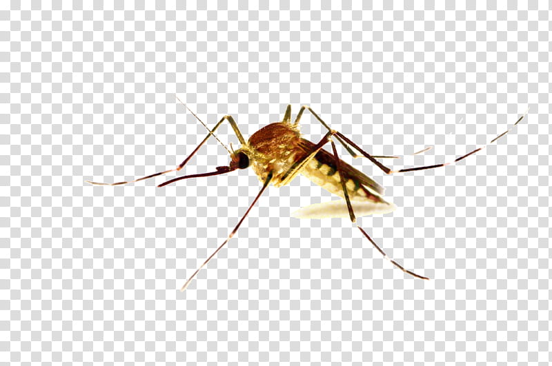 Mosquito Control Insect, Myxomatosis, Marsh Mosquitoes, Malaria, Pest Control, Disease, Virus, Larvicide transparent background PNG clipart