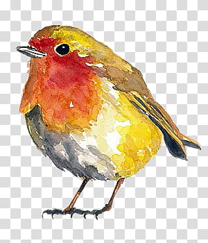 Birds s, yellow and red bird painting transparent background PNG clipart