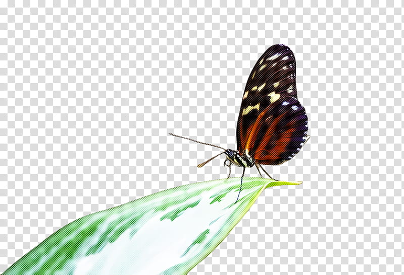 Monarch butterfly, Moths And Butterflies, Insect, Pollinator, Brushfooted Butterfly, Lycaenid transparent background PNG clipart