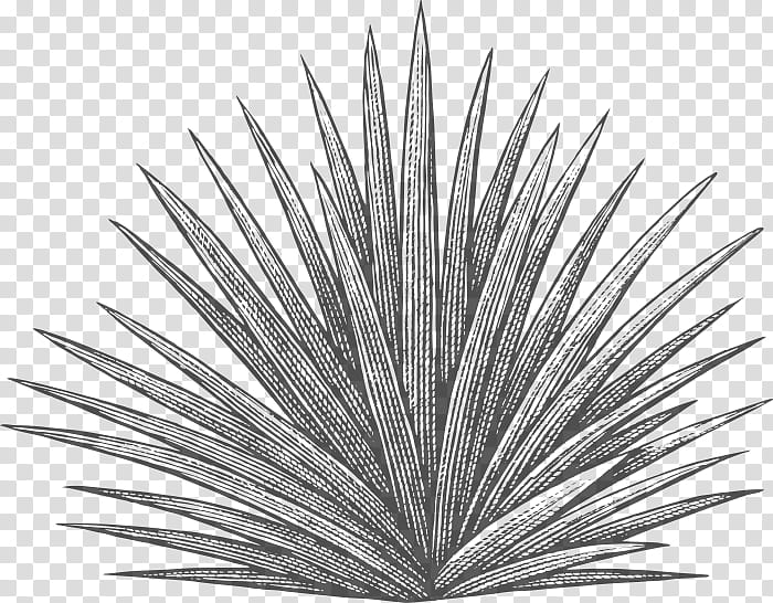 Drawing Tree, Agave Tequilana, Plants, Agave Syrup, Century Plant, Yucca, Woodcut, Line transparent background PNG clipart