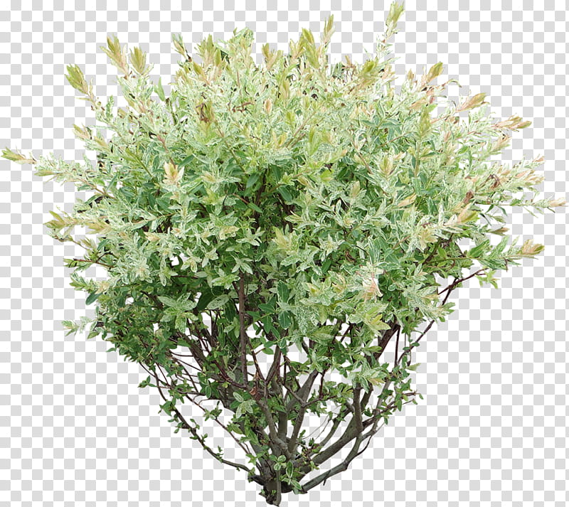 plant flower grass shrub tree, Herb, Subshrub, Southernwood, Perennial Plant transparent background PNG clipart