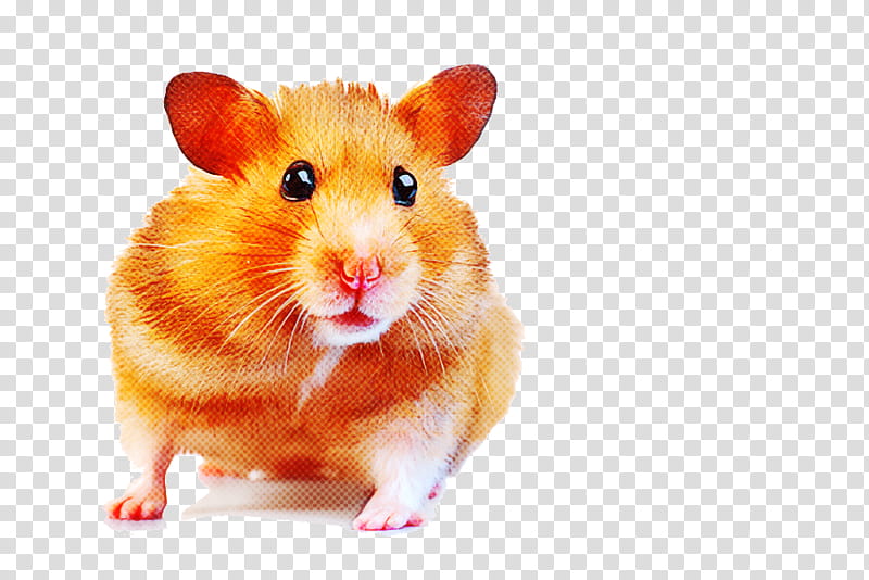 Hamster, Rat, Mouse, Muroidea, Muridae, Gerbil, Orange transparent background PNG clipart
