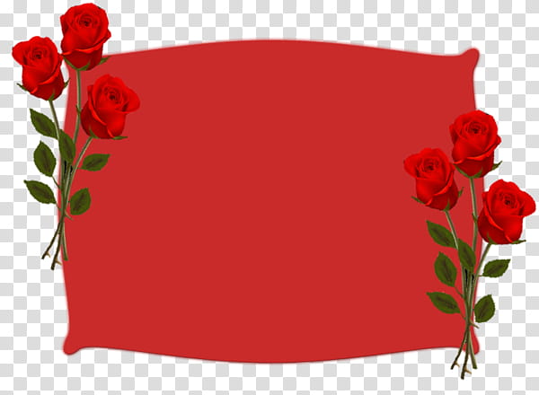 Birthday Party, Birthday
, Holiday, Red, Rose, Flower, Rose Family, Plant transparent background PNG clipart