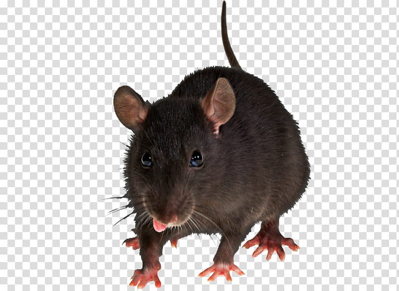 Rat, black rat transparent background PNG clipart