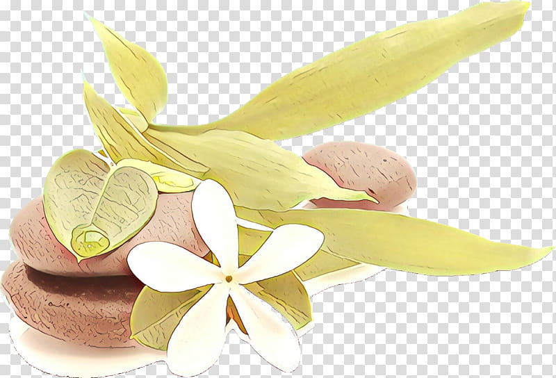 frangipani plant petal flower lemon, Cartoon, Anthurium, Vanilla, Food, Perennial Plant transparent background PNG clipart