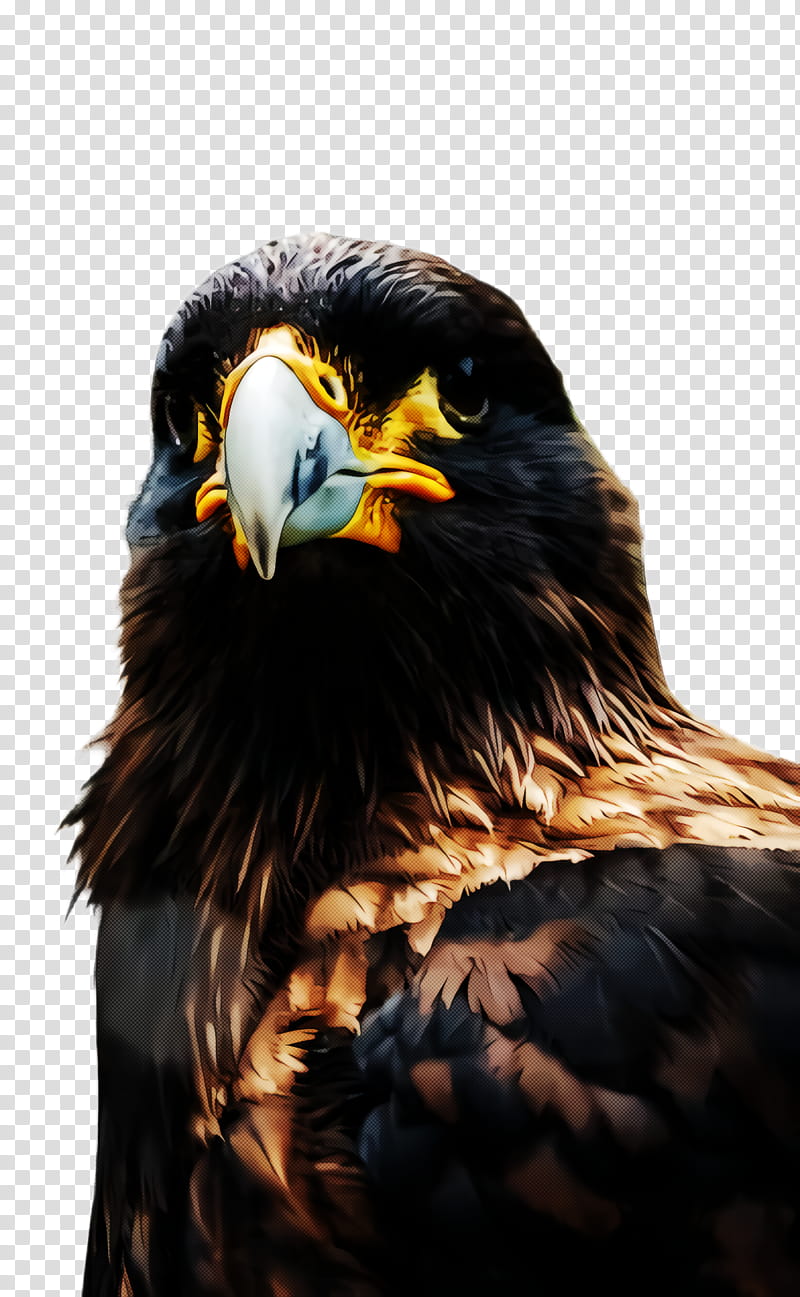 bird eagle beak bird of prey golden eagle, Accipitridae, Falconiformes, Hawk transparent background PNG clipart