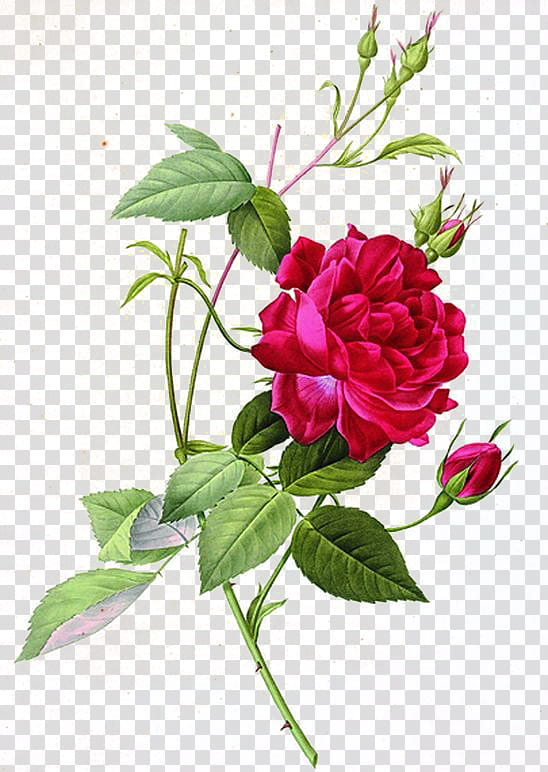 , red roses art transparent background PNG clipart