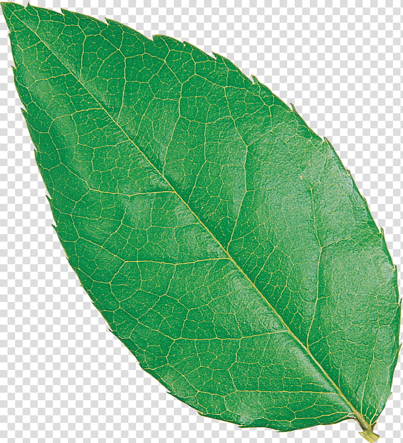 Leaf, Net, Plant Pathology, Mobi, Plants transparent background PNG clipart