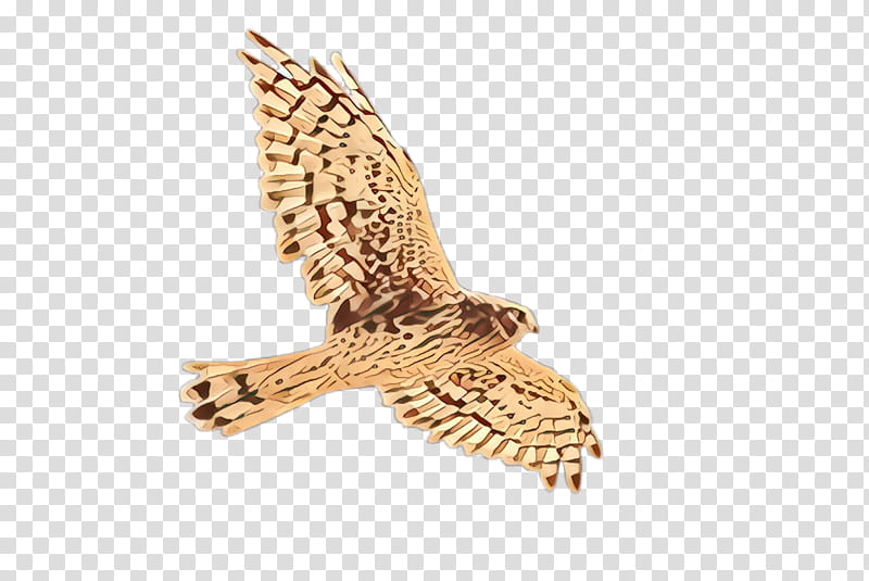 bird peregrine falcon falcon cooper's hawk bird of prey, Cartoon, Coopers Hawk, Northern Harrier, Accipitridae, Sharpshinned Hawk transparent background PNG clipart