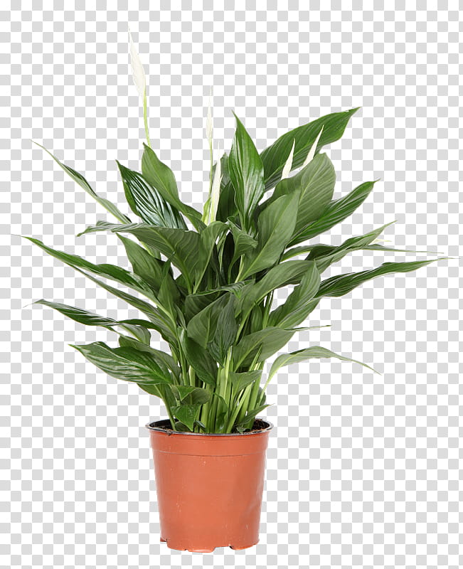 White Lily Flower, Spathiphyllum Wallisii, Flowerpot, Houseplant, Light, Leaf, Plants, Bonsai transparent background PNG clipart