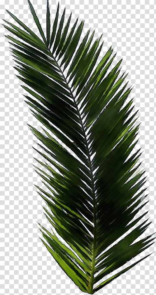 Palm Tree Leaf, Tshirt, Palm Trees, Concert Tshirt, Logo, Floral Design, Printed Tshirt, Graniph transparent background PNG clipart