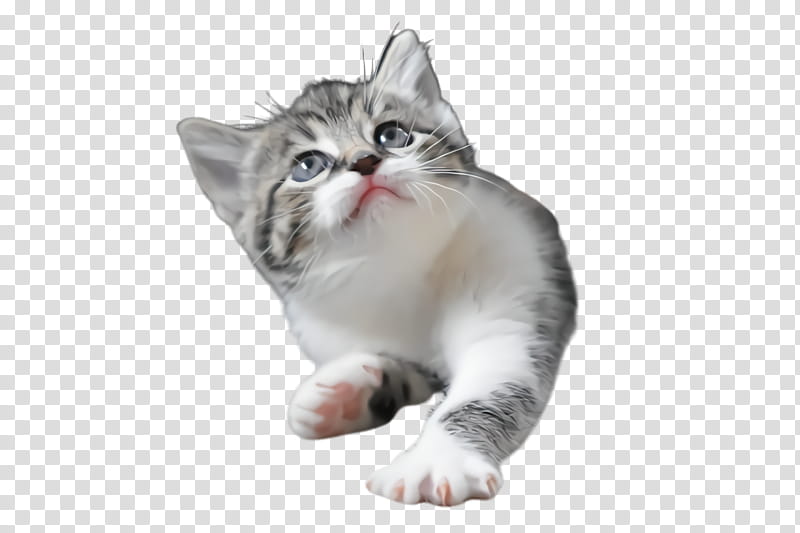 cat small to medium-sized cats whiskers american wirehair kitten, Small To Mediumsized Cats, TABBY Cat transparent background PNG clipart