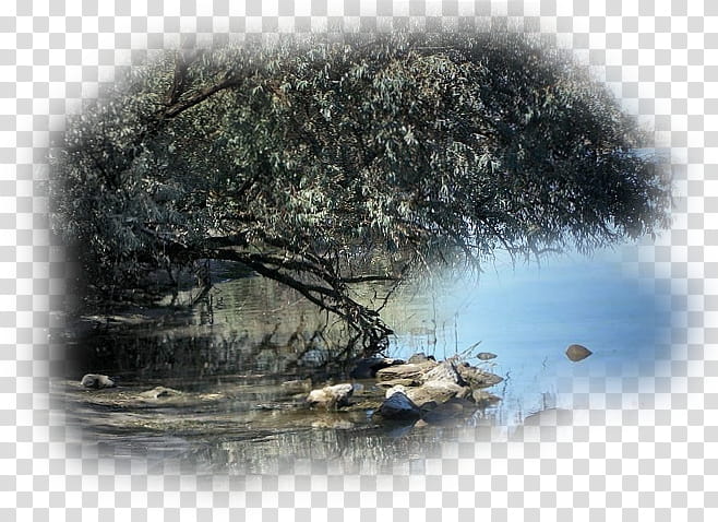 Cartoon Nature, Landscape Painting, Blog, Drawing, Water, Tree, Reflection, Water Resources transparent background PNG clipart