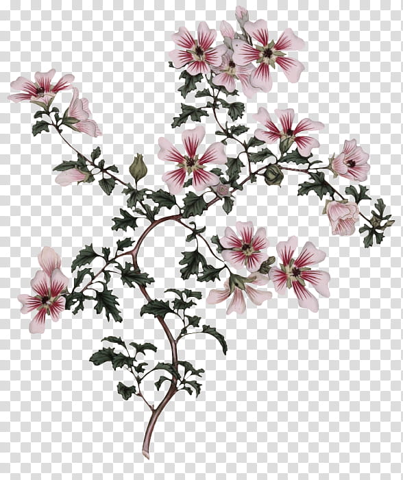 flower plant petal pink blossom, Branch, Magnolia, Magnolia Family, Pedicel transparent background PNG clipart