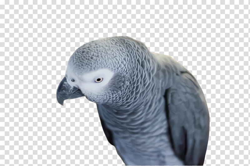 Colorful, Parrot, Bird, Exotic Bird, Tropical Bird, Grey Parrot, Macaw, Beak transparent background PNG clipart