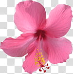Summer , pink Hibiscus flower transparent background PNG clipart