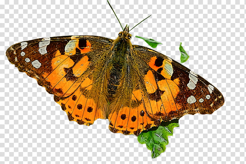 moths and butterflies butterfly cynthia (subgenus) insect brush-footed butterfly, Cynthia Subgenus, Brushfooted Butterfly, Vanessa Cardui, American Painted Lady, Pollinator, Vanessa Butterfly transparent background PNG clipart