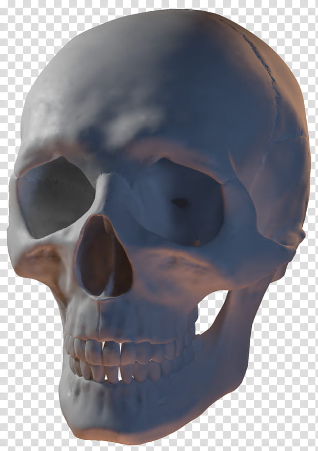 Skull Anatomy, 3D Modeling, 3D Computer Graphics, Sketchfab, Blender, STL, Modello 3d, Computer Animation transparent background PNG clipart