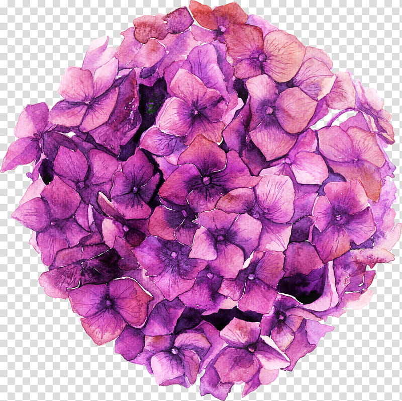 Blue Watercolor Flowers, Hydrangea, Watercolor Painting, Cut Flowers, Hydrangeaceae, Purple, Violet, Petal transparent background PNG clipart
