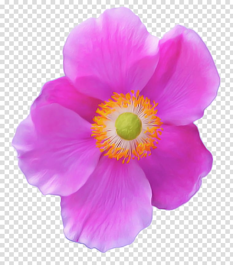 Anemone Magenta, Petal, Flower, Pink, Plant, Japanese Anemone, Wildflower, Rosa Arkansana transparent background PNG clipart