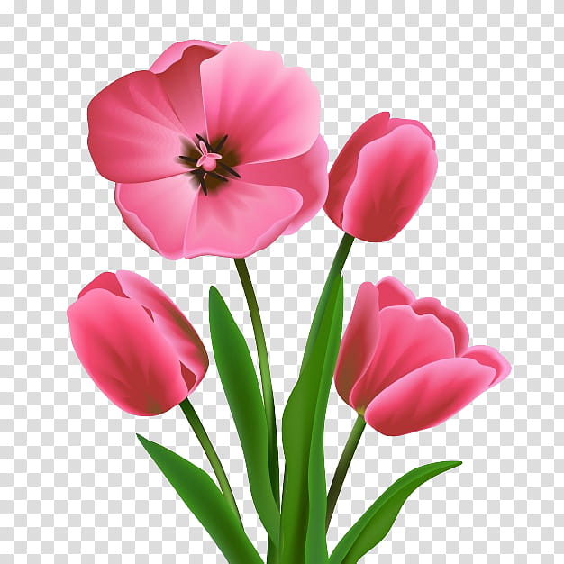 Fiori Png