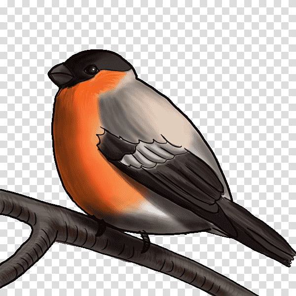 bird beak european robin old world flycatcher perching bird, Songbird, Finch transparent background PNG clipart