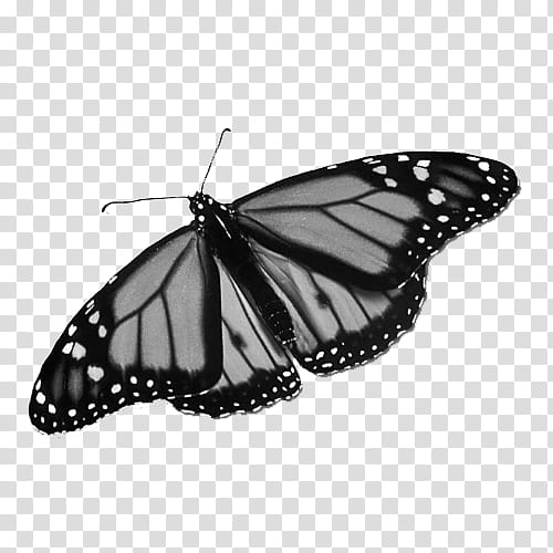 black and gray butterfly transparent background PNG clipart