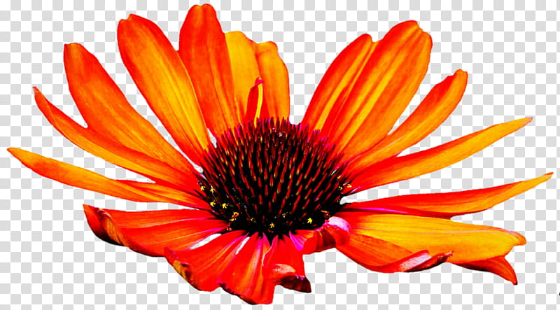 Orange Coneflower transparent background PNG clipart