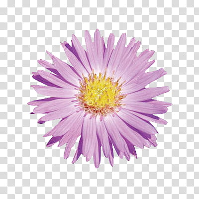 Flowers World, purple chrysanthemum transparent background PNG clipart