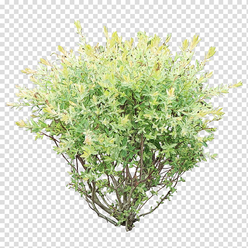 Grass Flower, Thyme, Tarragon, Herb, Garden Thyme, Breckland Thyme, Tea, Seasoning transparent background PNG clipart