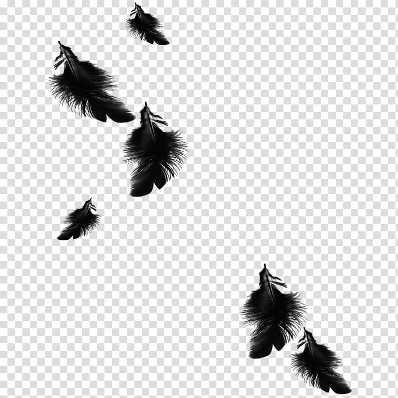 Cartoon Bird, Feather, Black, Down Feather, White, Pen, Fur, Peafowl transparent background PNG clipart