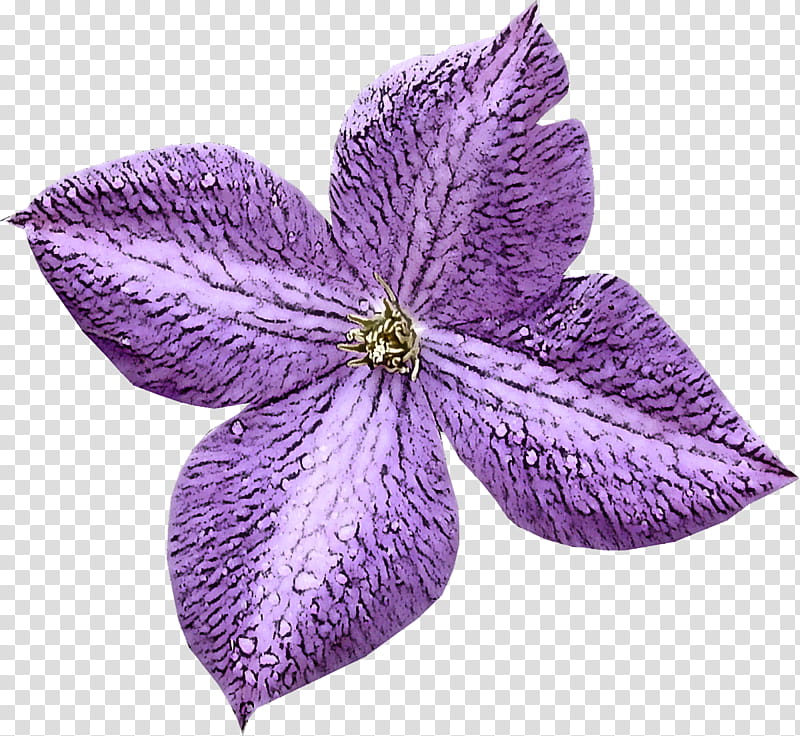 flower petal violet purple plant, Lilac, Clematis, Balloon Flower, Melastome Family transparent background PNG clipart