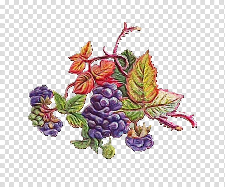 Drawing Of Family, Watercolor, Paint, Wet Ink, Grape, Common Grape Vine, Concord Grape, Fruit transparent background PNG clipart