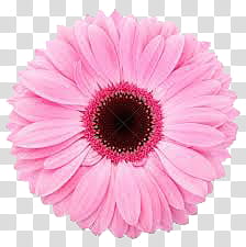 pink daisy transparent background PNG clipart pink daisy transparent background PNG clipart