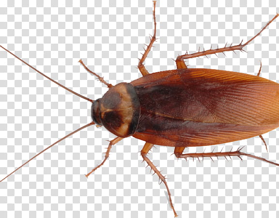 Ant, Cockroach, Insect, Pest Control, Mosquito, Roach Bait, American Cockroach, Brown Cockroach transparent background PNG clipart