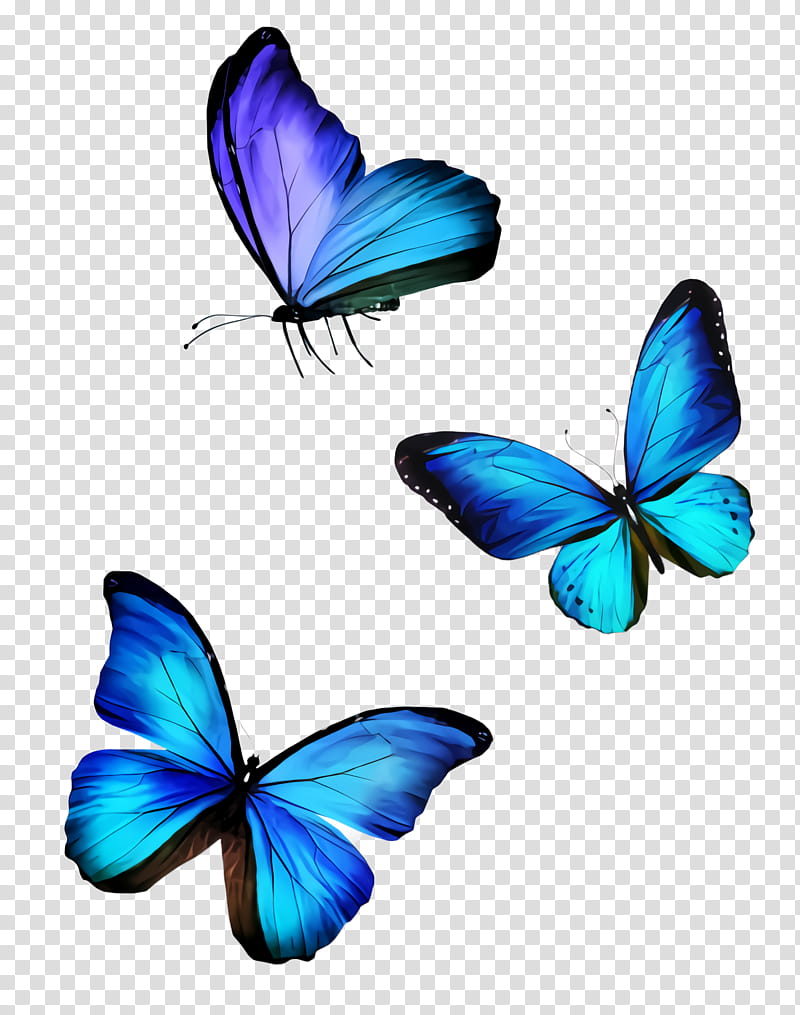 Butterfly insect blue moths and butterflies azure, Pollinator, Lycaenid ...