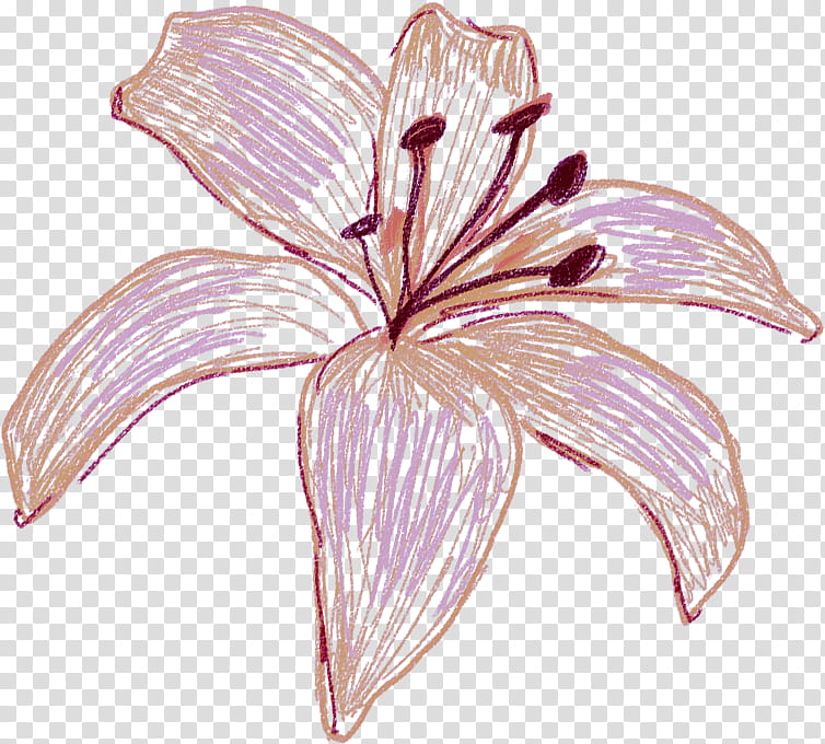 flower petal plant lily pink, Amaryllis Belladonna, Daylily, Lily Family, Stargazer Lily, Hibiscus, Crinum, Hippeastrum transparent background PNG clipart
