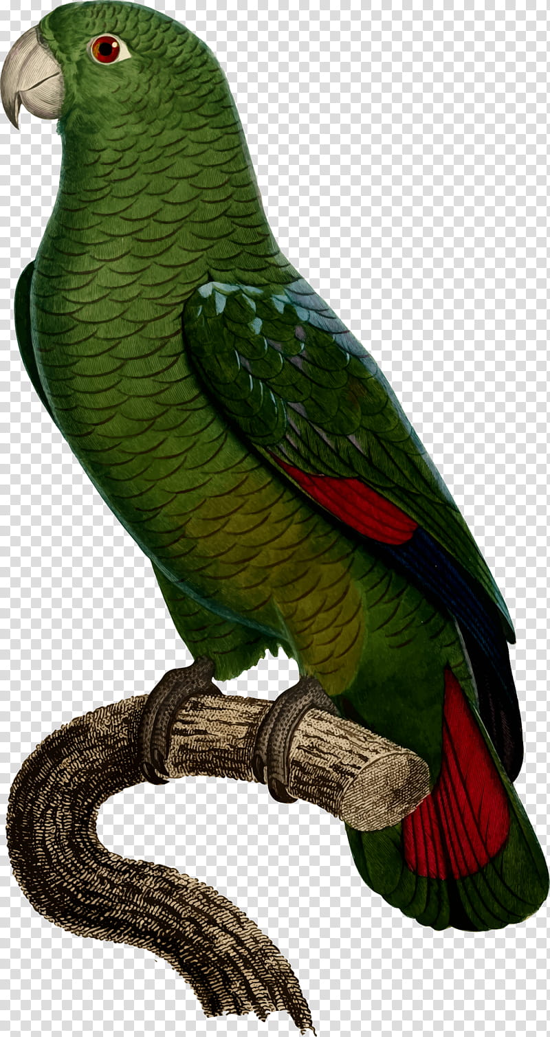 Bird Parrot, Budgerigar, Blackbilled Amazon, Parakeet, Cockatoo, Pet, Loriini, Macaw transparent background PNG clipart