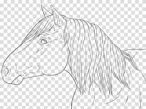 Finn Horse head transparent background PNG clipart