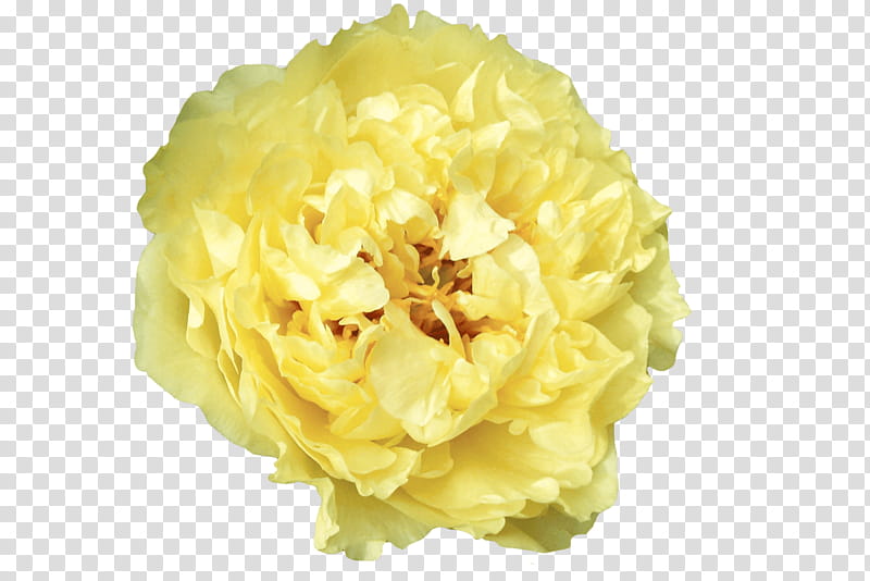 Family Tree, Flower, Tree Peony, Garden, Plants, Seed, Yellow, Hybrid Peony transparent background PNG clipart