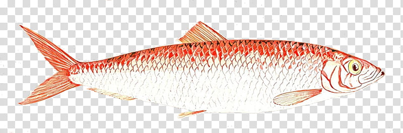 fish fish feeder fish bony-fish fish products, Bonyfish, Cyprinidae, Rayfinned Fish, Wrasses transparent background PNG clipart