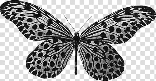 grey and black butterfly transparent background PNG clipart