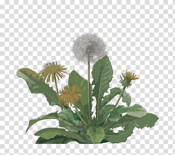 Plants, Dandelion Coffee, Tea, Common Dandelion, Coffee Substitute, Herbal Tea, Food, Seed Plants transparent background PNG clipart